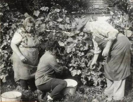 Vinařství Sluníčko — fotografie 1